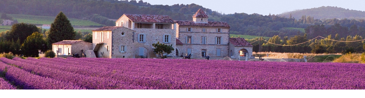 Campo de lavanda | Psicología con Paula, consulta de psicología en Jaén