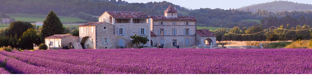 Campo de lavanda | Psicología con Paula, consulta de psicología en Jaén