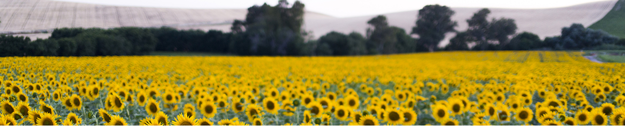 Fotografía de campo de girasoles | Psicología en Jaén